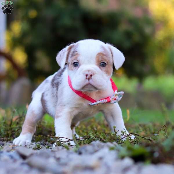 Maya, Beabull Puppy